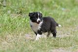 BORDER COLLIE 641